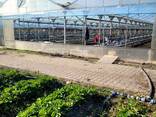 Теплицы Одесская обл. - фото 3