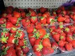 Продам працююче тепличне господарство. - фото 2