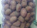 Продам продовольчу картоплю - фото 1