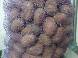 Продам продовольчу картоплю