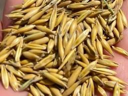 Продам продовольчий овес