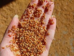 Продам просо 3 грн/кг, Одесская обл. (Великодолинское)