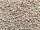 Продам просо біле (Panicum miliaceum)- 500т. , с/г виробник. - фото 1