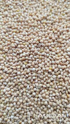 Продам просо біле (Panicum miliaceum)- 500т. , с/г виробник.