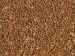 Продам просо червоне (Panicum miliaceum)- 500т. , с/г виробник. - фото 2