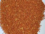 Продам просо червоне (Panicum miliaceum) - 900т. , б\н або $, виробник. - фото 1