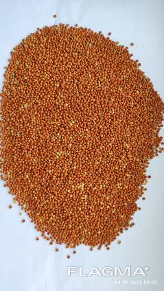Продам просо червоне (Panicum miliaceum) - 900т. , б\н або $, виробник.