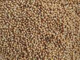 Продам просо жовте (Panicum miliaceum) - 900т. , б\н або $, виробник. - фото 2