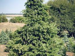 Продам псевдотсугу Мензиса (Дугласия)