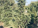 Продам псевдотсугу Мензиса (Дугласия) - фото 3