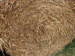 Продам пшеничну солому в тюках врожаю 2025 року. - фото 2