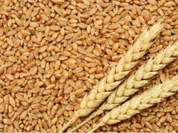 Продам пшеницю, Вінницька область