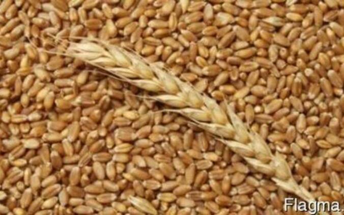 Продам пшеницу фуражную оптом с доставкой по Украине