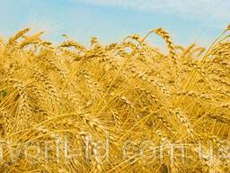 Продам пшеницю 2/3/4 класу
