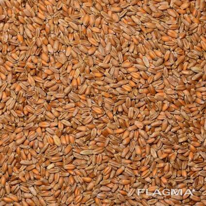 Продам пшеницю 3 клас (продовольчу)