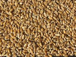 Продам пшеницю фуражну органічну, сертифіковану Organic Standard Ltd. - 1500т.