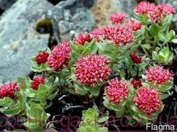 Продам Радиолу Розовую (Золотой Корень)