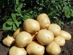 Продам ранюю картошку Ривьера по 35 грн/кг