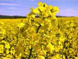 Продам рапс