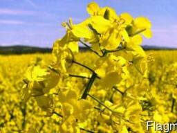 Продам рапс в Черкасской области