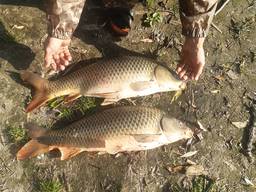 Продам рыбу опт и розница