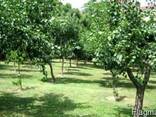 Продам сад в Днепропетровской обл. 100 га - фото 1