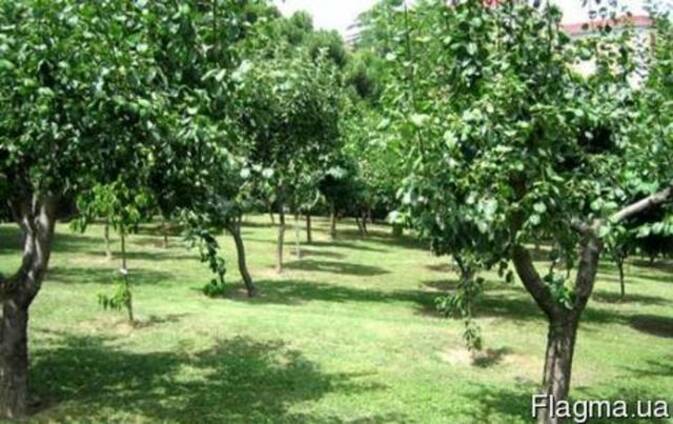Продам сад в Днепропетровской обл. 100 га