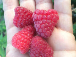 Саджанці ремонтатно-промислової малини, сорту Полка