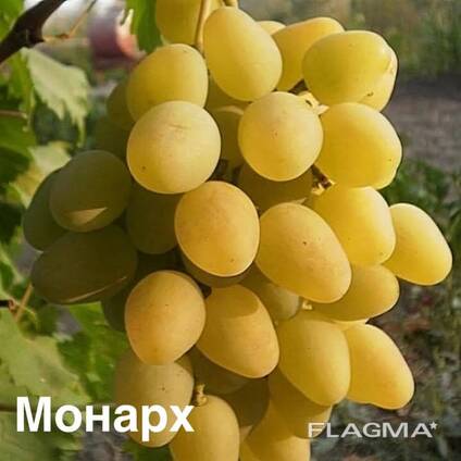 Продам саджанці соротового винограду