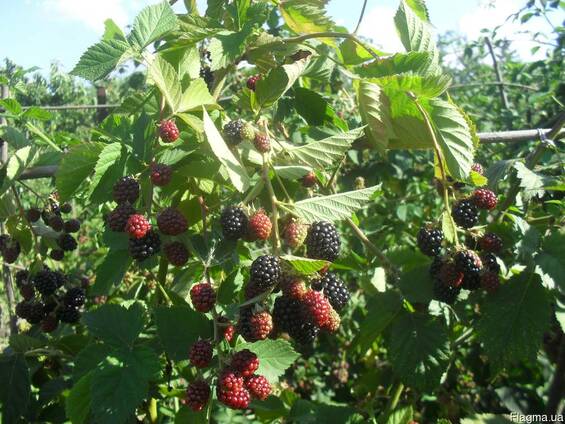 Саженцы безшипной ежевики