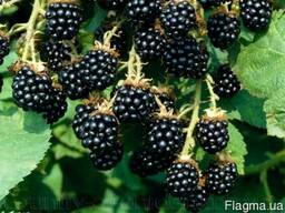 Продам саженцы Ежевики и много других растений