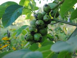 Продам саженцы грецкого ореха сорт "Идеал"и "Кочерженко"