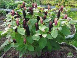 Продам саженцы Лаконос и много других растений