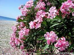 Продам саженцы Олеандра и много других растений