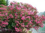 Продам саженцы Олеандра и много других растений - фото 2