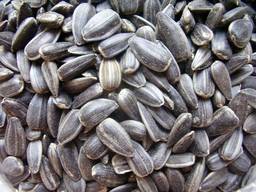 Семена подсолнечника высоко олеиновой (от 45% масличность)