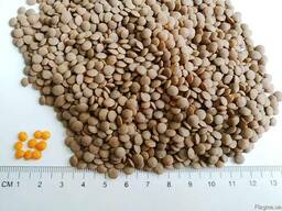 Продам семена чечевицы