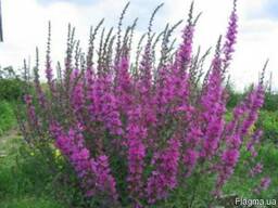 Продам семена дербенника иволистного (плакун трава)