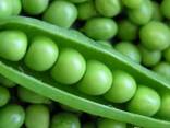 Продам семена гороха сахарного оптом и в розницу - фото 2