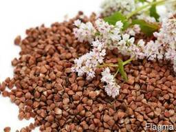 Продам семена гречихи Granby, насіння гречки, купить гречку дл
