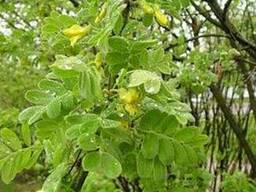 Продам семена караганы древовидной