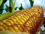 Насіння кукурудзи семена кукурузы Канадский гибрид ФАО 250