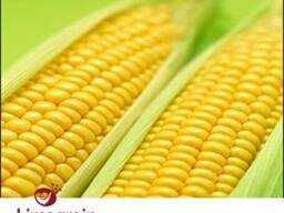 Продам кукурузу (Лимагрейн)Оригинал!