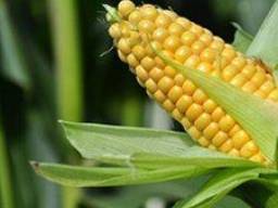 Продам семена кукурузы Солонянский-298 СВ , ФАО-290