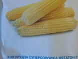 Продам семена сахарной кукурузы Мегатон F1 SN2 -4000шт - фото 1