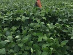 Продам семена сои, ЭЛИТА, НЕ ГМО 24000 грн/т