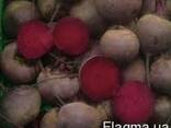 Продам семена свеклы столовой красной в ассортименте опт и р - фото 2