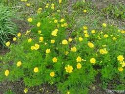 Продам семена свербиги восточной