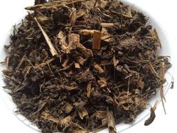 Продам шавлію мускатну Salvia sclarea