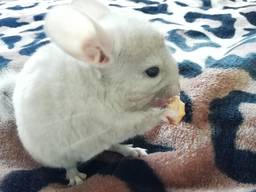 Продам шиншилл мальчики и девочка 25.02